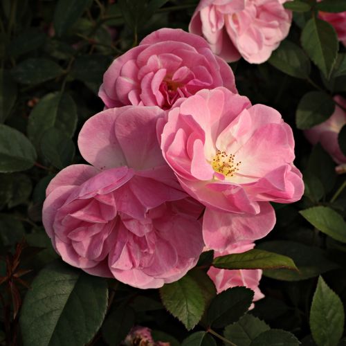 Rosa Mevrouw Nathalie Nypels - rosa - rose floribunde